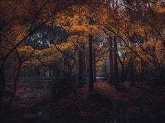 -上海共青森林公园