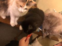 -猫色咖啡·猫咖