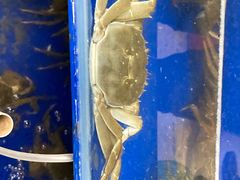 -阳澄湖大闸蟹·琼灵阁牌品牌连锁(吴中总店)