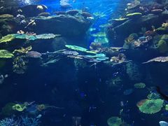 -暹罗海洋世界