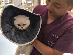 -伟伟宠物医院·CT影像中心·瑞派犬猫综合性门诊(汉口总院)