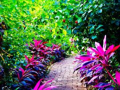 -呀路古热带植物园