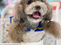 -BABYDOG宝贝狗宠物乐园(欧洲城店)