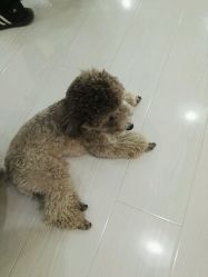 -柏姿舞蹈工作室