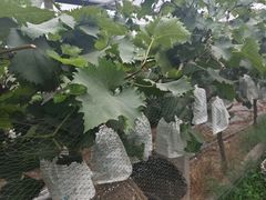 -马陆小张葡萄园农家乐