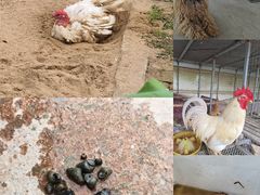 -樂桃源奉贤黄桃种植采摘基地