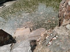 -香雪海