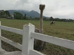 -瑞穗牧场