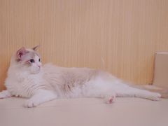 -飞行喵MR PILOT|猫舍·猫咖(静安大融城店)