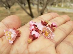 -南海子公园