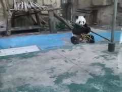 -成都动物园