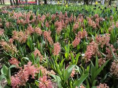 -上海鲜花港