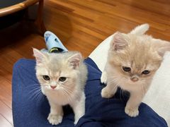 -东方名猫馆·英短金渐层布偶猫舍(环线广场1号楼店)