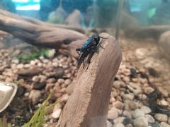 -上海昆虫博物馆