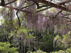 -嘉定紫藤园