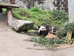 -都江堰中华大熊猫苑