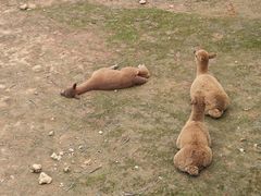 -太原动物园