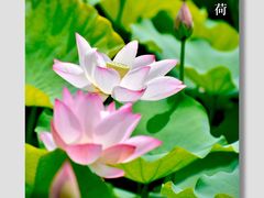 -荔湾湖公园