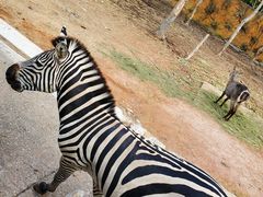 -清迈夜间动物园