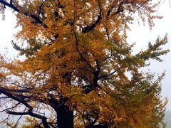 2017.11.17-千年银杏谷文化旅游区