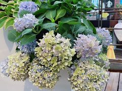 -春树下·树屋花房西餐厅(罍街AS1980店)