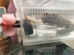 -酷以爬仙阁实体爬宠店·守宫·蜥蜴·专业繁育