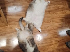 -MOCHA明星猫咖(田子坊店)