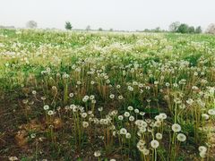-汉长安城未央宫国家考古遗址公园