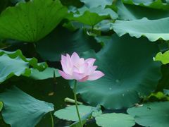 -荔湾湖公园