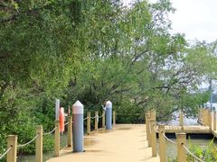 -华侨城湿地公园