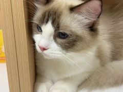 -谐和益家动物医院·免疫绝育·血液透析·宠保定点医院(高新伊藤分院)
