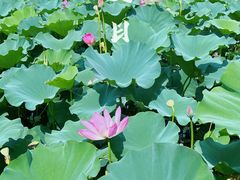-荷塘月色湿地公园·向阳花洲