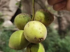 -秦岭终南山世界地质公园翠华山景区