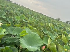-白洋淀风景区