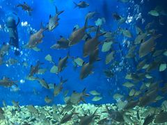 -成都浩海立方海洋公园