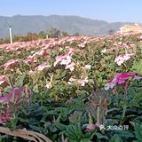 少了些商业化运作，还是很多人喜欢来这里的