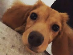 -翊宠yipet猫狗购宠庄园犬舍•猫舍