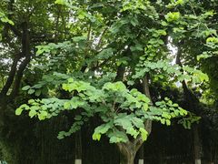 -神仙树公园