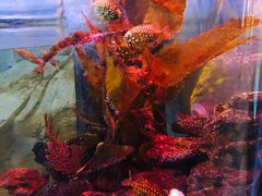 -迪拜水族馆及水下动物园