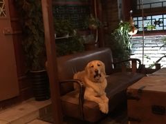 -百好乐宠物友好餐厅(朝外大街店)