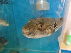 -天正河鲀·河豚亭(大连店)