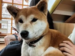 -是阿柴呀！柴犬咖啡·爱喵喵猫咖