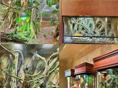 -帕帕拉兹宠物(亚洲旗舰店)