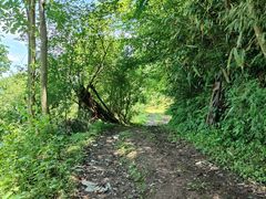 -桤木河湿地公园