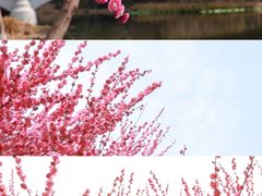 -洋湖国家湿地公园