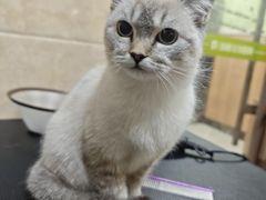 -瑞鹏宠物医院·夜间急症·心超·猫科(祖庙分店)