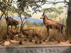 -美国自然历史博物馆