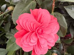 -龙大花卉苗木市场