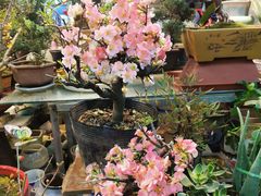 -双季花艺园艺市场(浦东店)