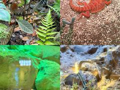 -帕帕拉兹宠物(亚洲旗舰店)